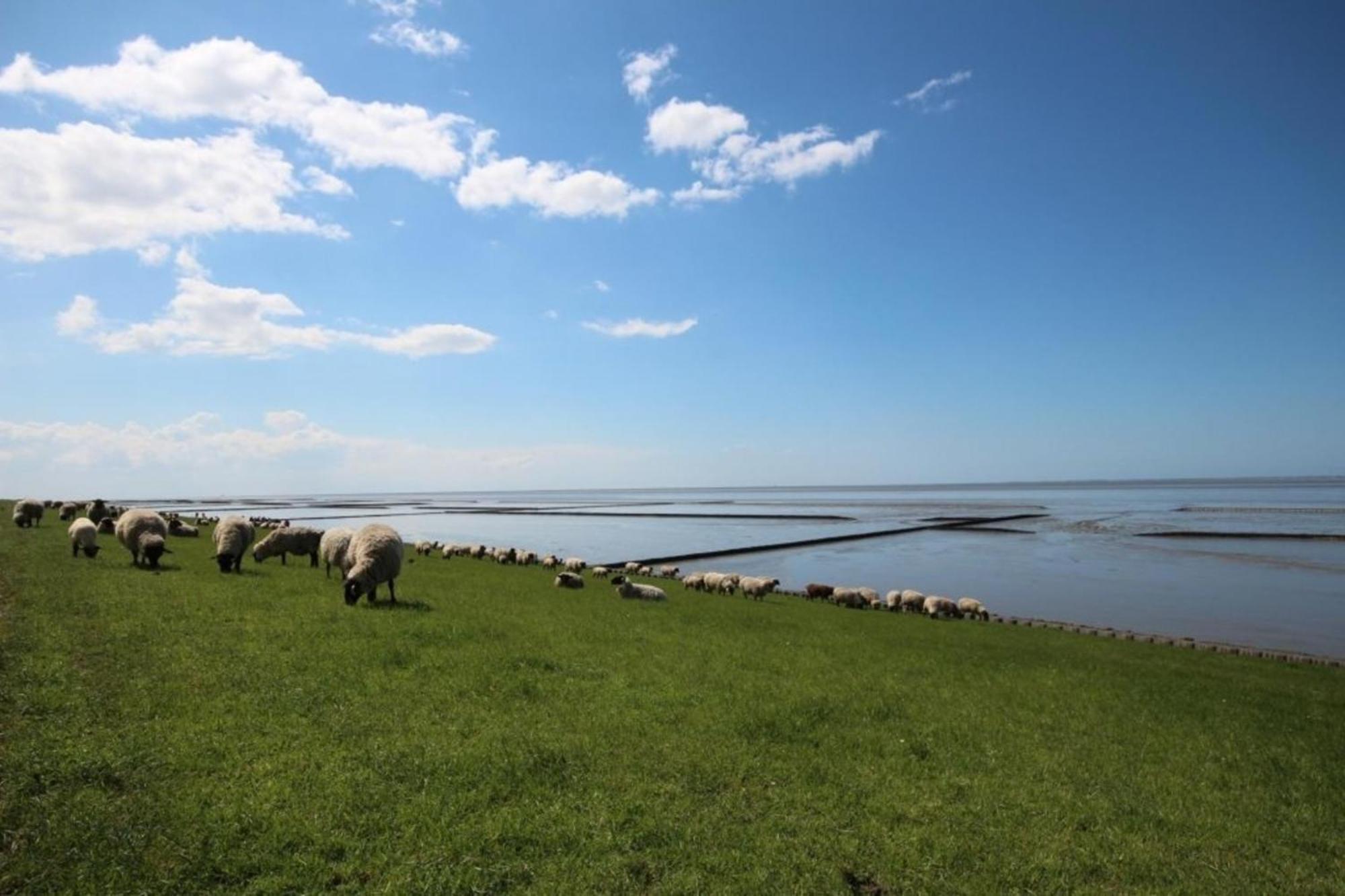 Kleine Nordseewelle Ohne Hund Norden Kültér fotó